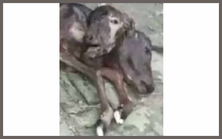 পাইকগাছায়  দু’মাথা বিশিষ্ট বাছুরের জন্ম