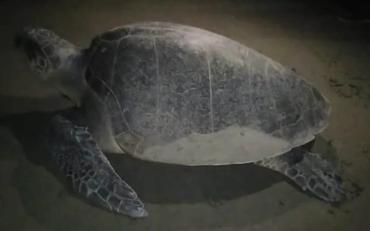 সেন্টমার্টিন সৈকতে এক কাছিম ডিম দিল ১১৬টি