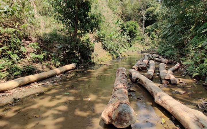 সংরক্ষিত বনাঞ্চলের গাছ পাচার, ৩ বন কর্মকর্তা বরখাস্ত