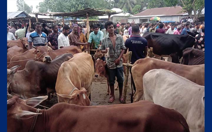 নীলফামারীতে গরুর হাটে অতিরিক্ত হাসিল নেওয়ার অভিযোগ