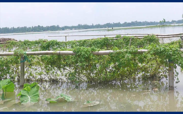 কুড়িগ্রামে ১৩২০ হেক্টর জমির ফসল পানির নিচে