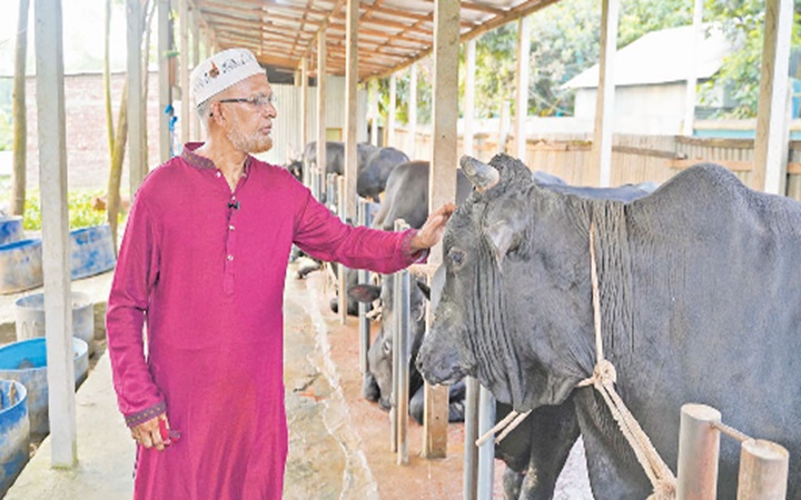 জোড় সংখ্যক শরিক হলে কোরবানির বিধান