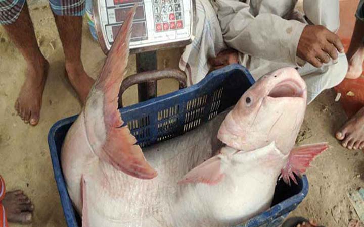 পদ্মার এক পাঙাশ ৪০ হাজার টাকায় বিক্রি