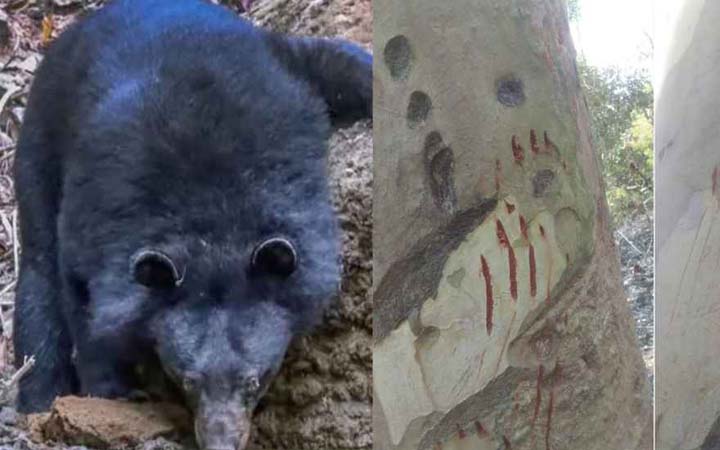 পাহাড়ে ৩ বাচ্চাসহ ঘুরছে ভালুক, বনে সতর্কতা জারি