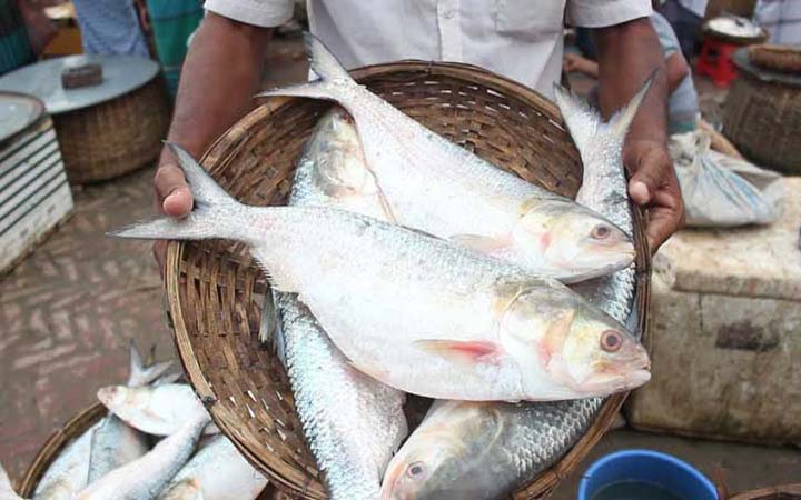 দুর্গাপূজায় ভারতে ৩ হাজার টন ইলিশ রপ্তানির অনুমোদন