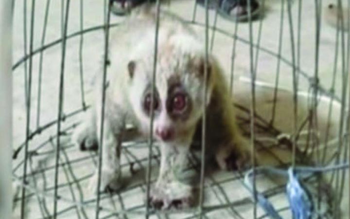 হবিগঞ্জে বিরল প্রজাতীর লজ্জাবতী বানর উদ্ধার