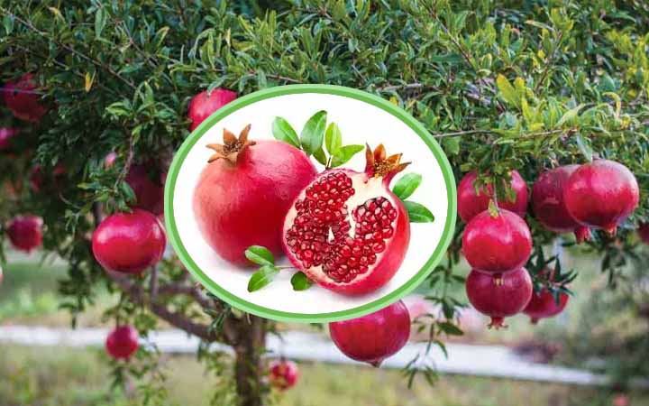 জান্নাতি ফল ডালিম সম্পর্কে কোরআনের বর্ণনা