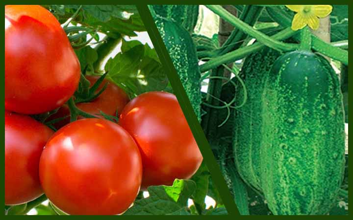 ত্বক উজ্জ্বল হবে ঘরোয়া এই টোটকা ব্যবহার করে