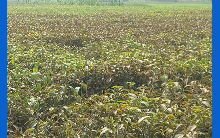 তীব্র তাপদাহে মরে যাচ্ছে চা বাগান