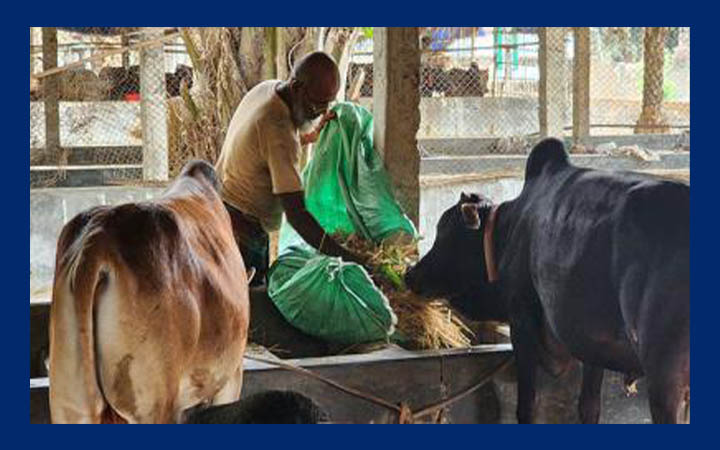 ঈদকে সামনে রেখে ঠাকুরগাঁওয়ে খামারিদের ব্যস্ততা