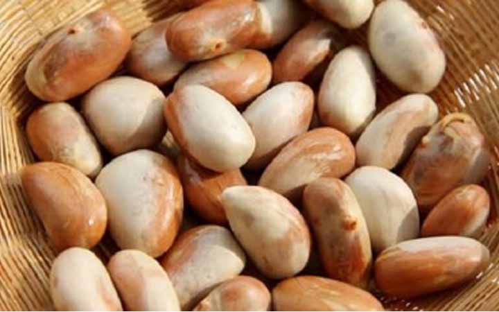 কাঁঠালের বিচ খাওয়া শরীরের জন্য ভীষণ উপকারী