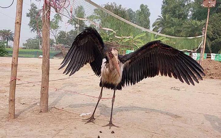 সিংড়ায় বিরল প্রজাতির মদনটাক পাখি উদ্ধার