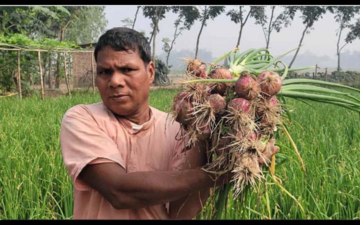 গ্রীষ্মকালীন পিঁয়াজ আবাদ বাড়ছে