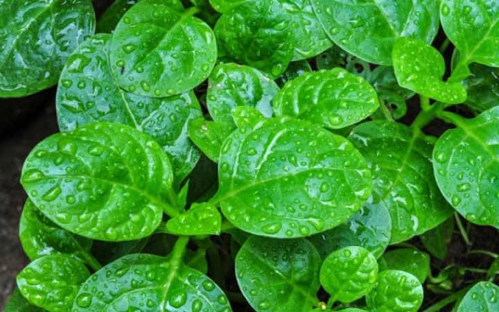 পুঁইশাকে মিলবে যেসব উপকারিতা