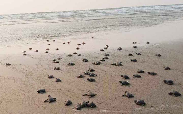 সাগরে আরও ৩৫০ কাছিমছানা অবমুক্ত