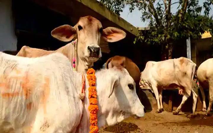 গরুকে ভারতের জাতীয় পশুর করার আবেদন জানিয়ে বিপাকে আইনজীবী