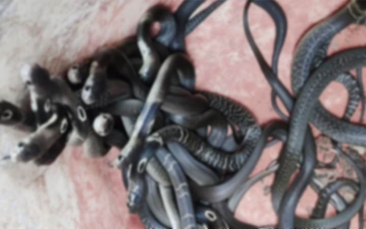 বাড়িতে মিলল ৪৫ গোখরা সাপের বাচ্চা