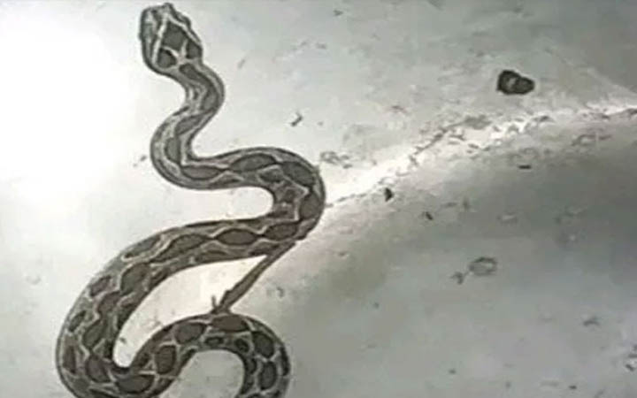 জীবিত রাসেলস ভাইপার নিয়ে প্রেস ক্লাবে রেজাউল