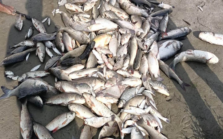 রাতের আঁধারে মাছের ঘেরে বিষ প্রয়োগ, ১০ লাখ টাকার ক্ষতি