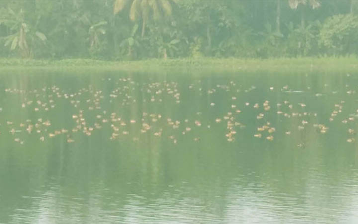 অতিথি পাখির কলকাকলিতে মুখরিত আলমপুর গ্রাম