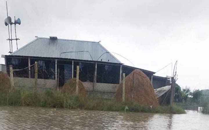বাঘায় পদ্মার চর আবারও প্লাবিত, বিপাকে বাসিন্দারা
