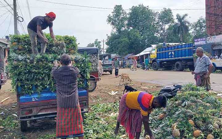 জিআই পণ্যের স্বীকৃতি পেল মধুপুরের আনারস