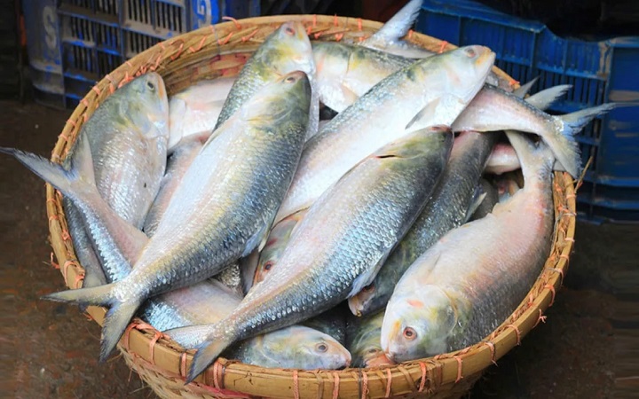 ১৩ অক্টোবর থেকে ২২ দিন ইলিশ ধরায় নিষেধাজ্ঞা