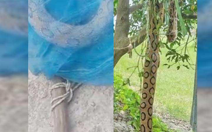 ২৪ ঘণ্টায় মুন্সীগঞ্জে দেখা মিলল ৩ রাসেলস ভাইপার, আতঙ্কে এলাকাবাসী
