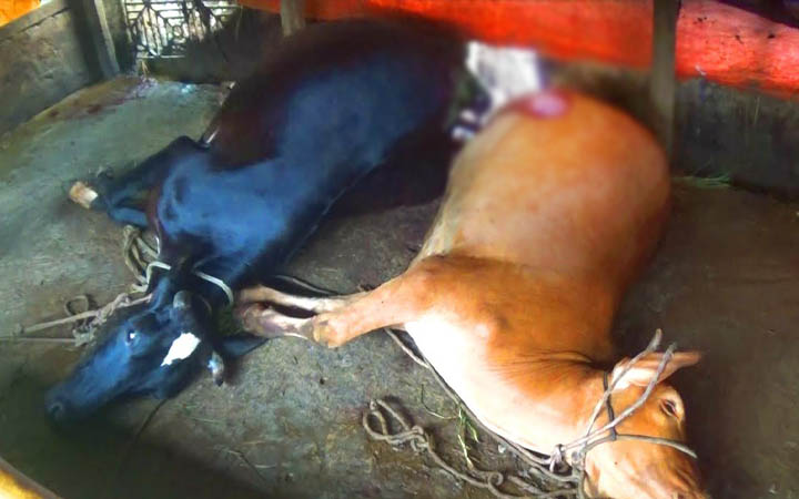 চুরিতে ব্যর্থ হয়ে নোয়াখালীতে ২টি গরুকে ছুরিকাঘাতে হত্যা