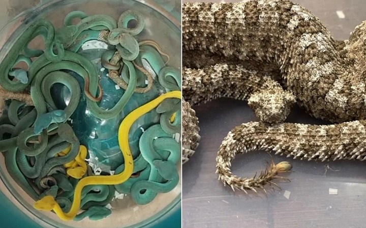 মুম্বাই বিমানবন্দরে ৪৪টি ভাইপার সাপসহ ভারতীয় আটক