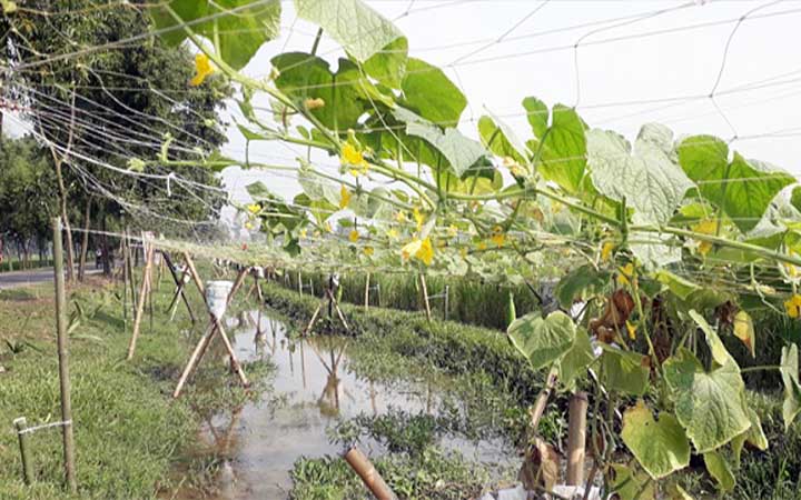 দিনাজপুরে কেচকি পদ্ধতিতে বস্তায় সবজি চাষ