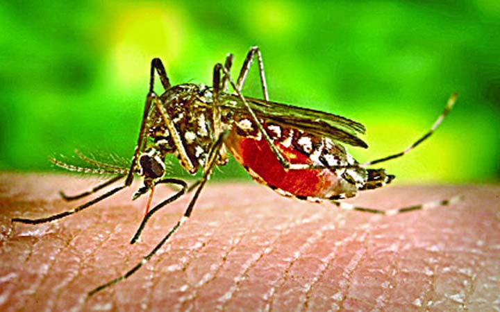 ডেঙ্গুতে আক্রান্ত ১৬ জন