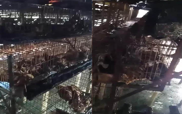 নোয়াখালীতে রহস্যজনক আগুনে পুড়ল ১৫০০ মুরগি