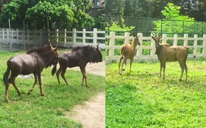 চিড়িয়াখানায় চার নতুন অতিথি