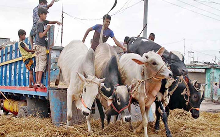 হাটে নেওয়ার সময় পিকআপে ডাকাতের হানা, ১২ গরু লুট