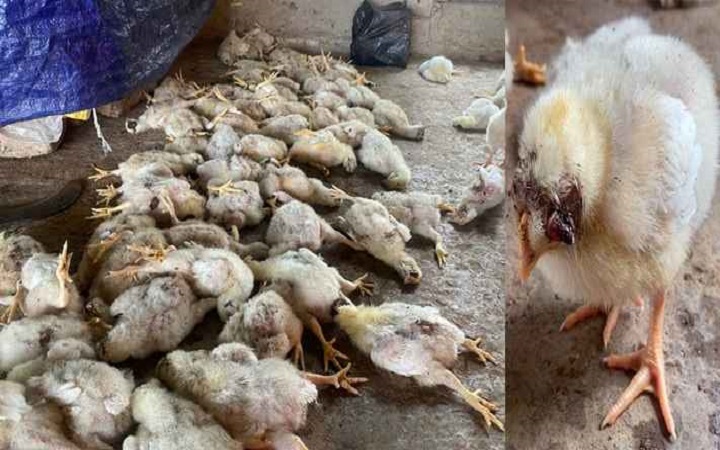 মিরসরাইয়ে অ্যাসিড ছুড়ে ২০০ মুরগি হত্যার অভিযোগ