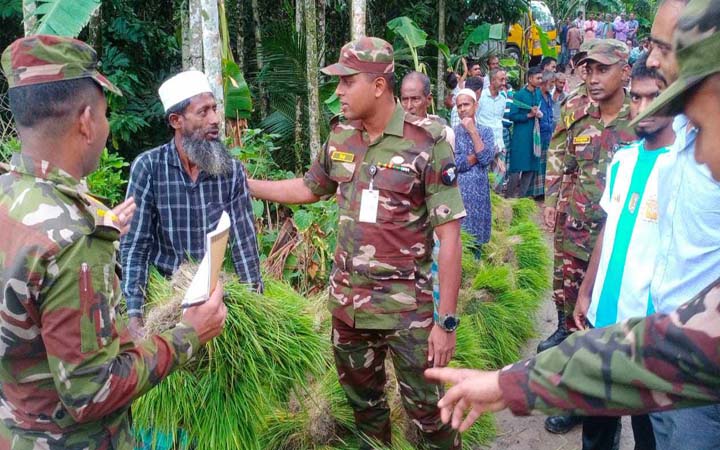 বন্যায় ক্ষতিগ্রস্ত কৃষকদের ধানের চারা উপহার দিলো সেনাবাহিনী