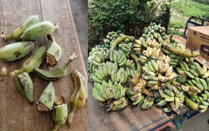 চট্টগ্রামে স্কুল ফিডিংয়ে শিক্ষার্থীদের দেওয়া হলো পচা কলা