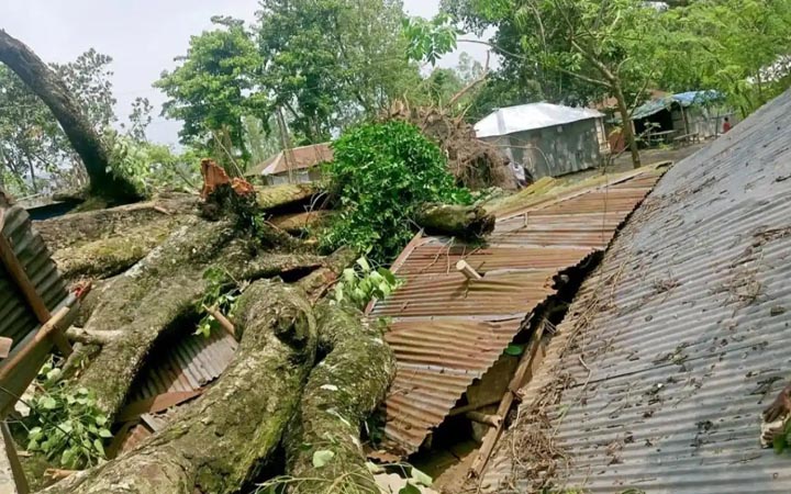 সোনাতলায় শতবর্ষী গাছ ভেঙে পড়ে আহত ২
