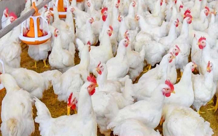 রেকর্ড ভেঙে সর্বোচ্চ দামে ব্রয়লার মুরগি