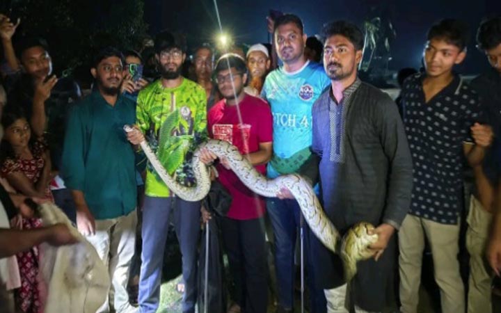 চবিতে বিশালাকৃতির অজগর সাপ উদ্ধার