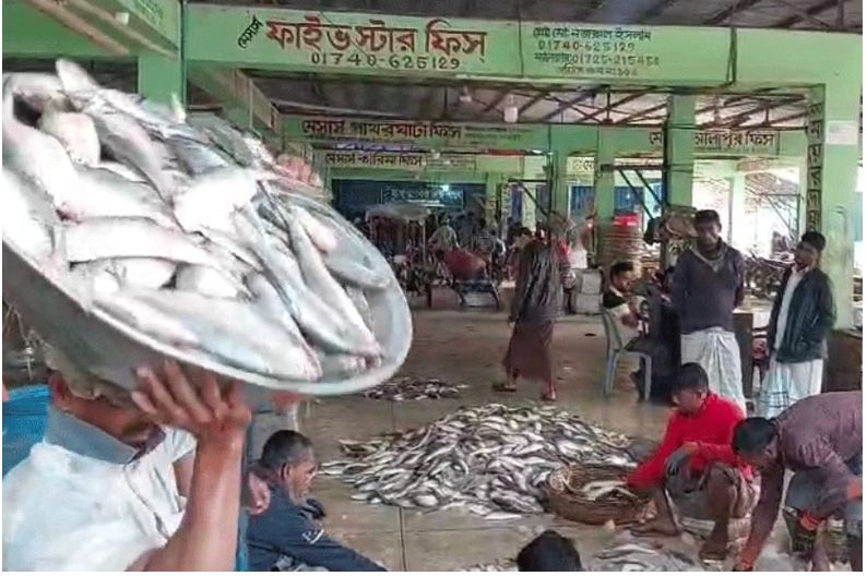 জেলের জালে ধরা পড়ল ১৯৫ মণ ইলিশ, বিক্রি হল ৪০ লাখ টাকায়