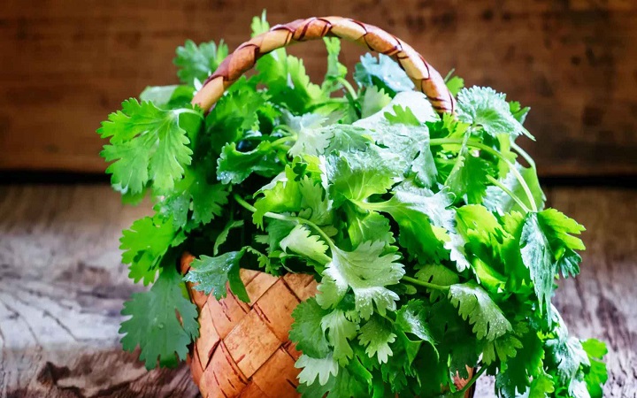 ধনেপাতা সংরক্ষণের সহজ ৬ উপায়