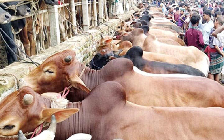 রাজধানীর যেসব স্থানে বসবে কোরবানির পশুর হাট