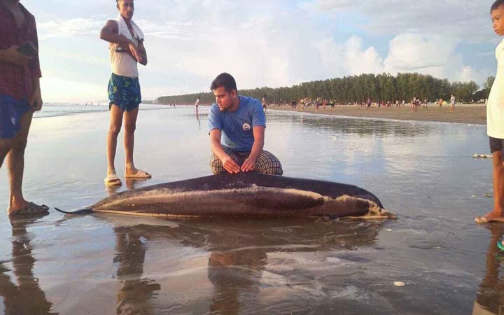কুয়াকাটা সৈকতে ভেসে এলো অর্ধগলিত ডলফিন
