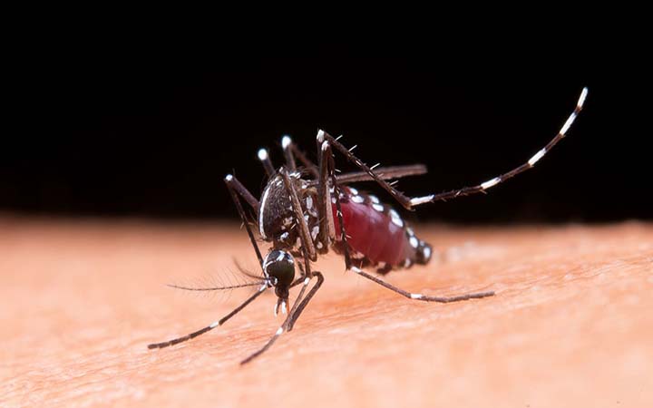 ডেঙ্গুতে আরও ১৪ জনের মৃত্যু, হাসপাতালে ভর্তি ১৫৯৪