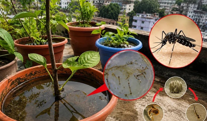 ডেঙ্গুর ঝুঁকি কমাতে ঘরেই বদলাতে হবে যেসব অভ্যাস