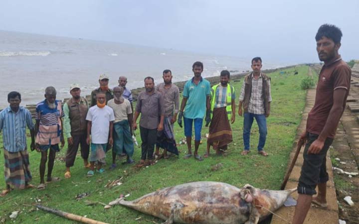 কুয়াকাটায় ভেসে এলো মৃত ডলফিন