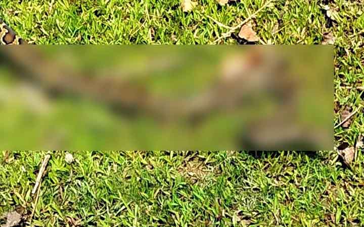 জালে আটকে পড়া অজগর বনে অবমুক্ত