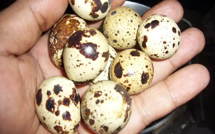 শীতের ক্লান্তিতে সুপারফুড কোয়েলের ডিম